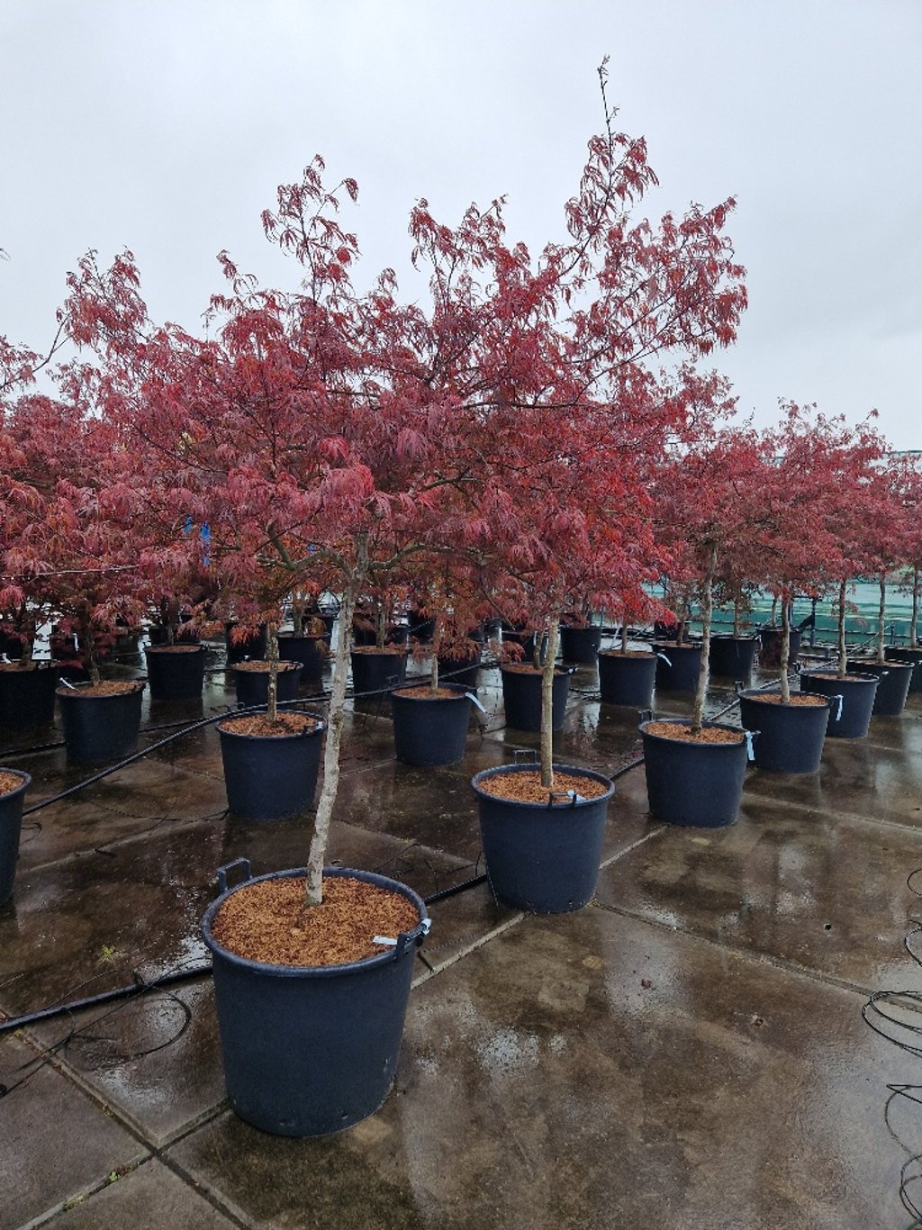 Acer pal. 'Tamukeyama' - C110 150-175 CM